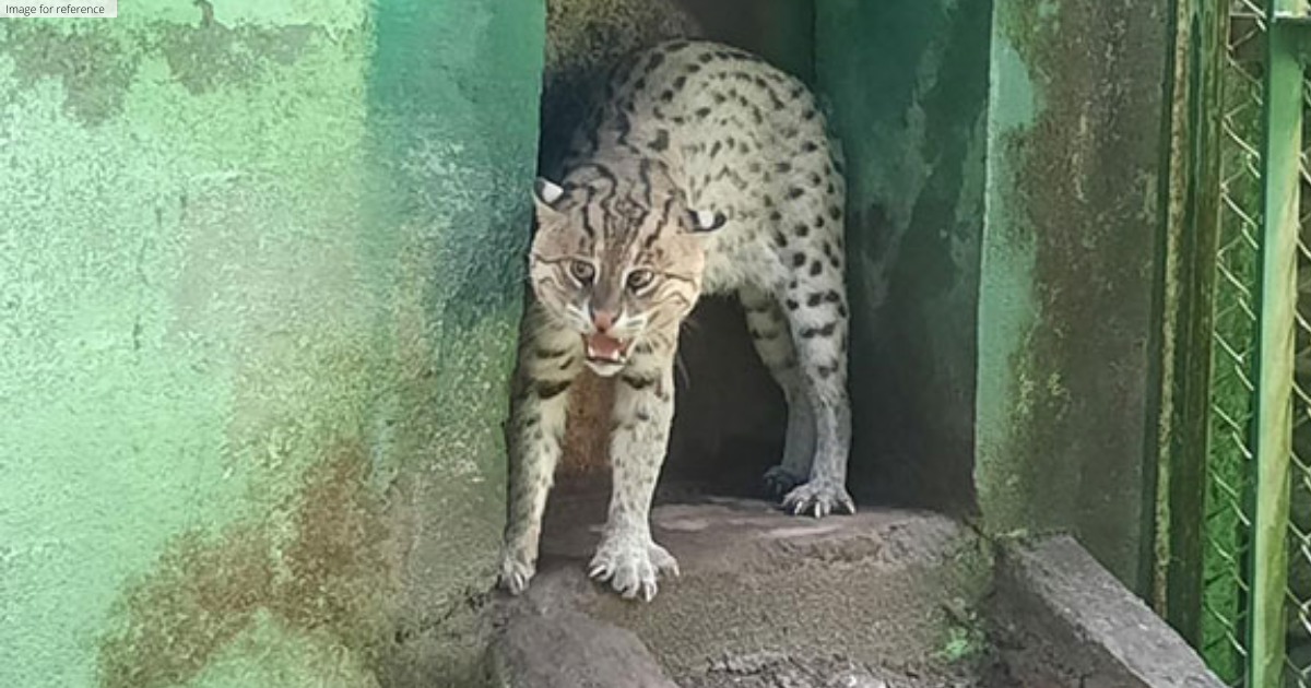 Bengal Safari is planning to introduce captive breeding center for fishing cats